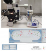 UT Researchers collaborating with Tarbiat Modars Uni. developed a chip for sperm separation.